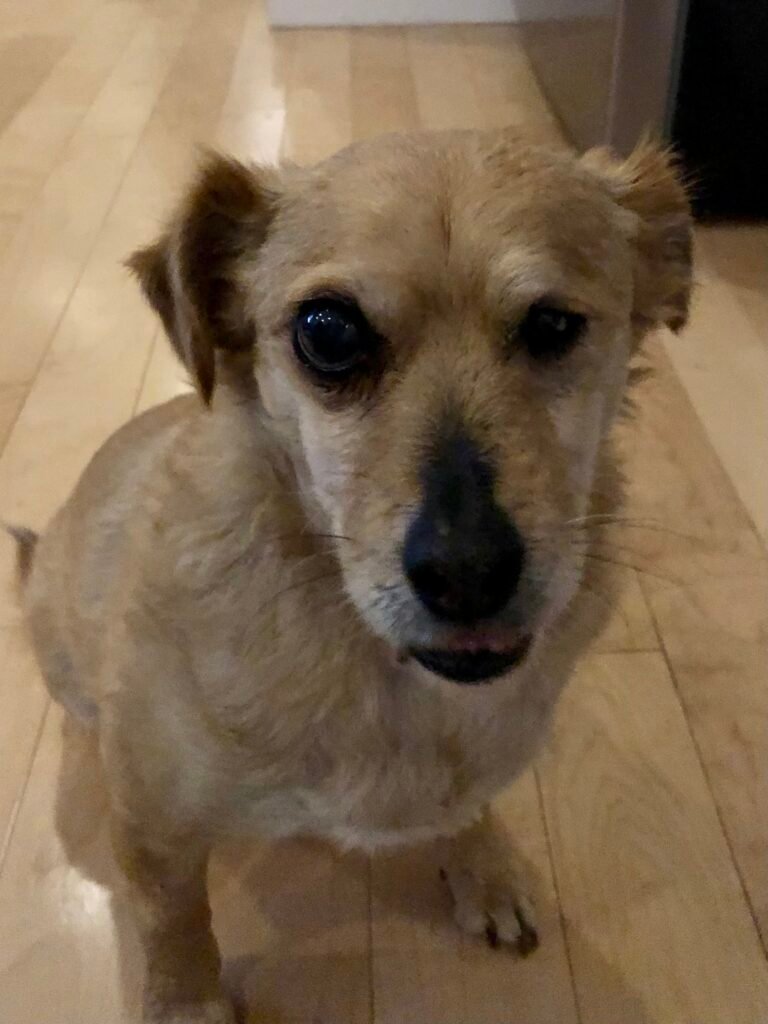 Mix breed dog sitting