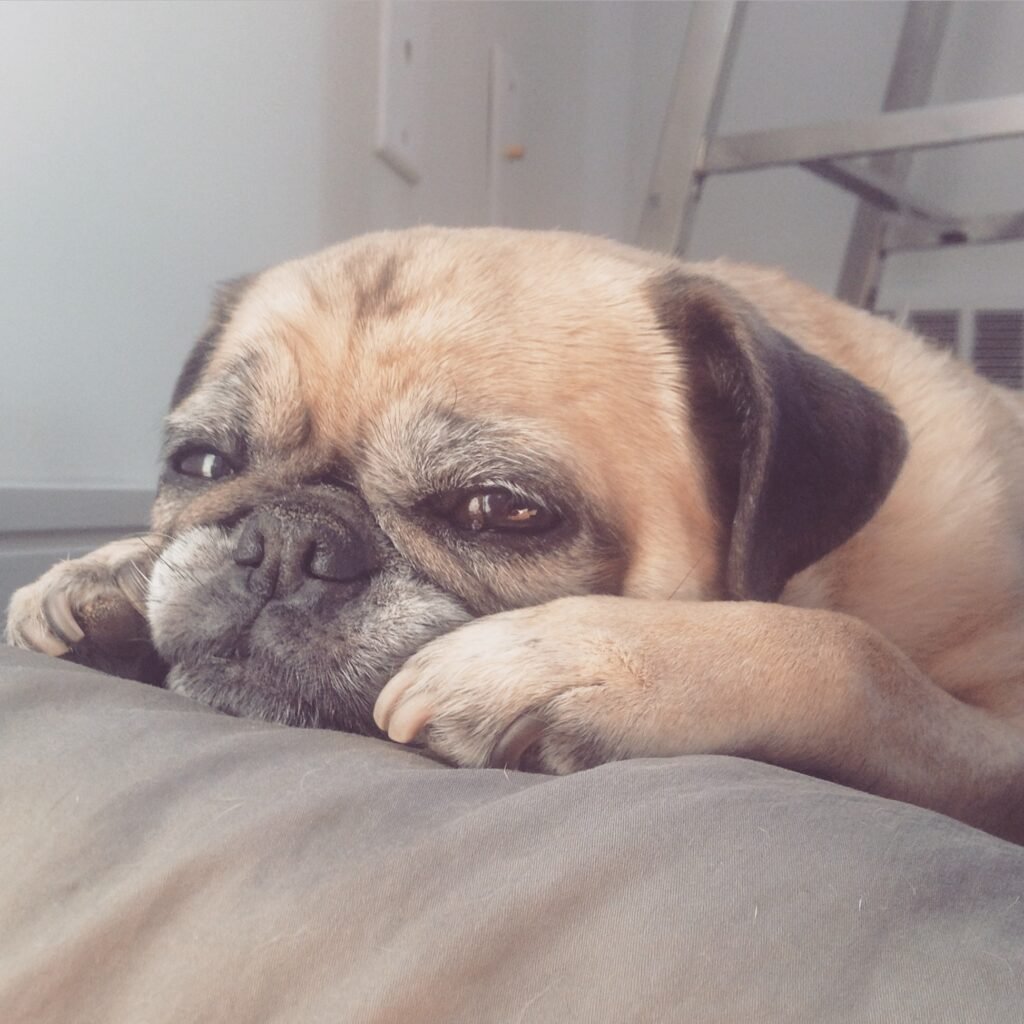 Pug dog resting
