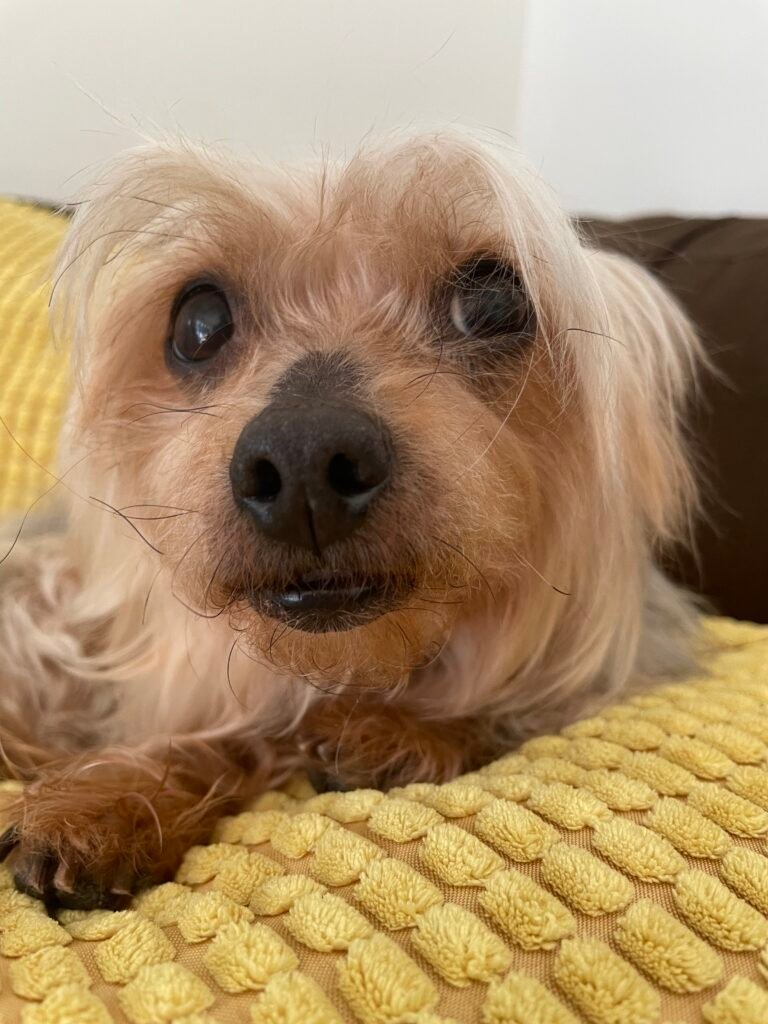 Yorkie mix on yellow pillow