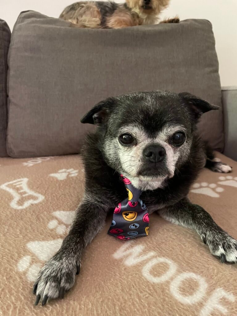 Chihuahua x pug wearing a neck tie